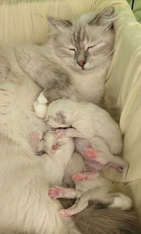 birman babies