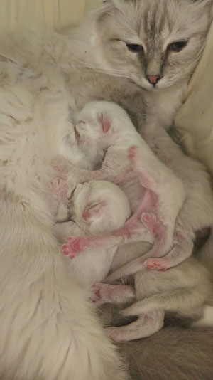 birman babies