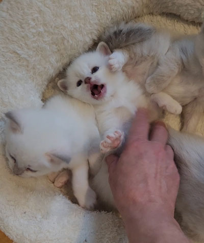 birman babies