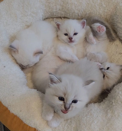 birman babies