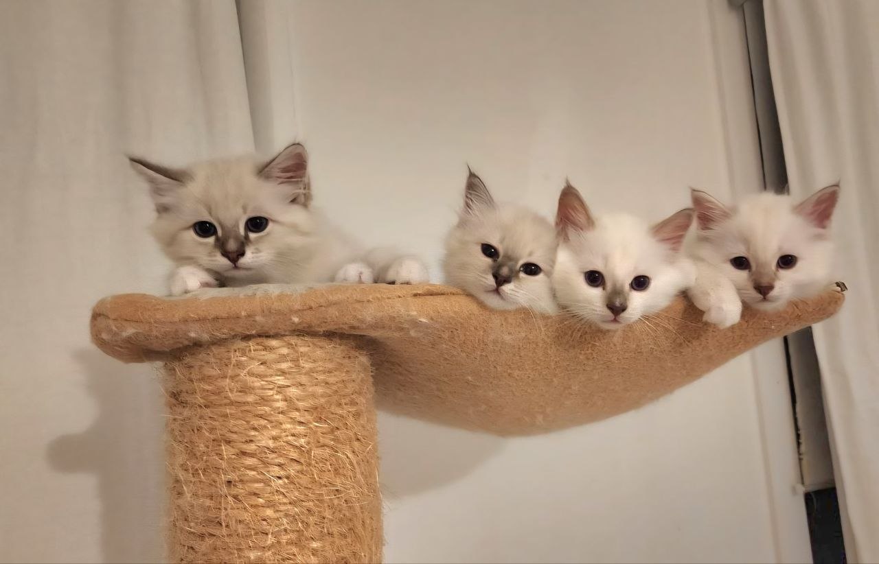 birman babies