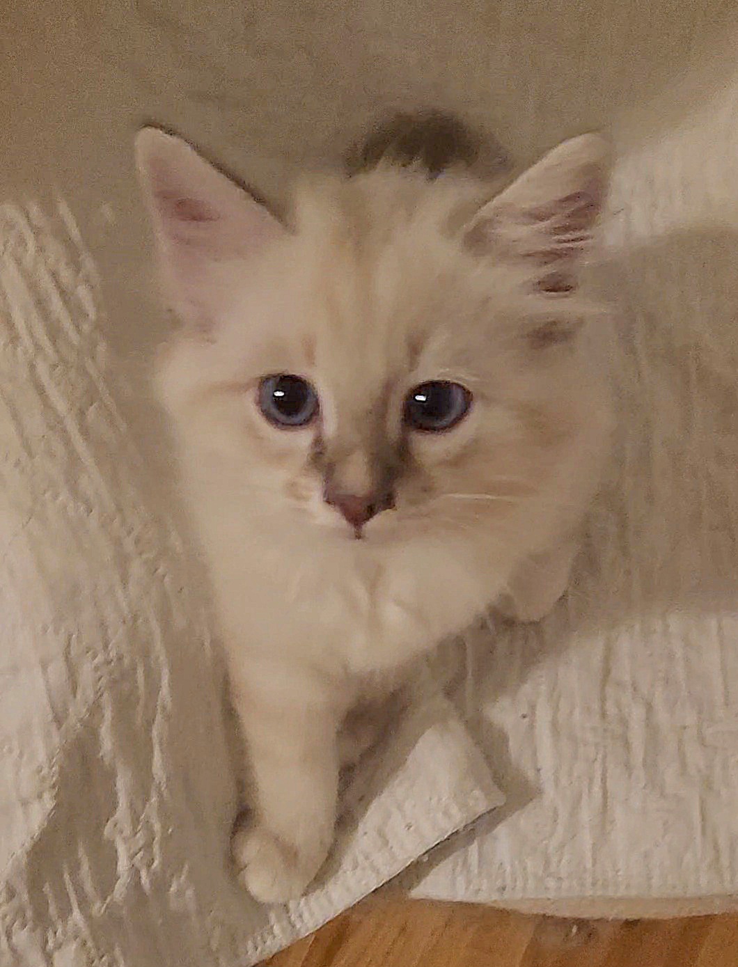 Bolero