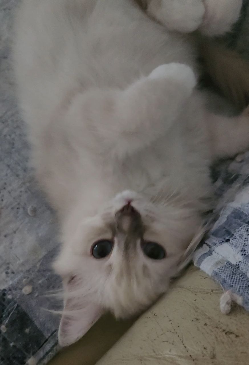 ChaCha
