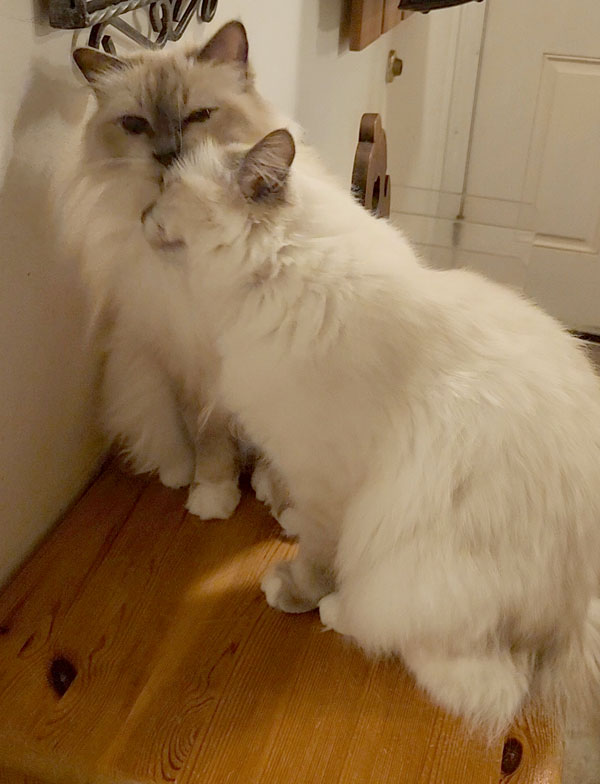 Deambarino - Adult Birman cat for adoption