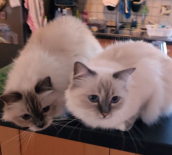 Deambarino - Adult Birman cat for adoption