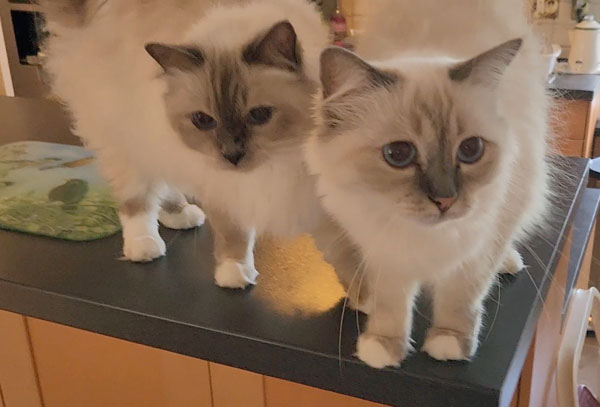 Deambarino - Adult Birman cat for adoption