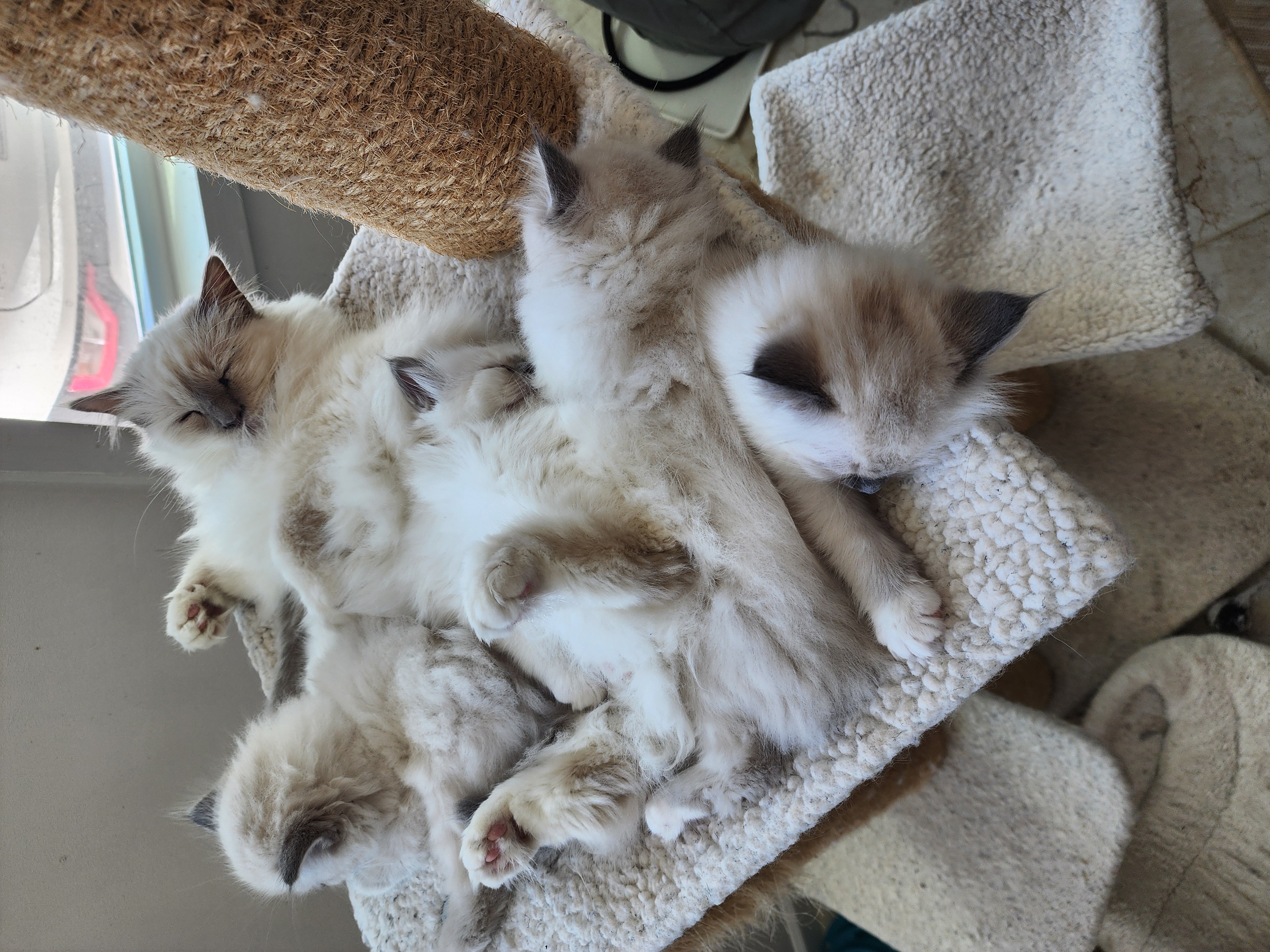 Deambarino kittens and Tomahawk