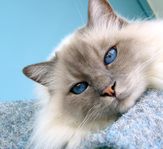 blue Birman Eyes