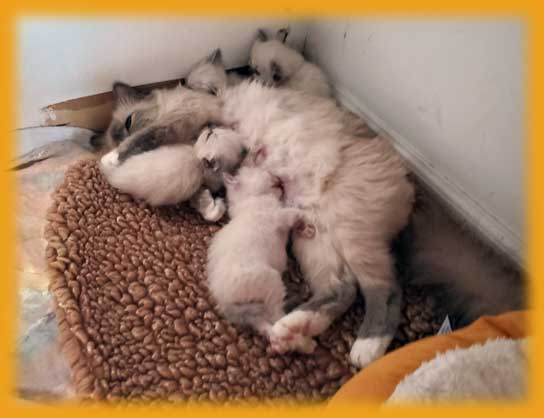 Queeni and babies